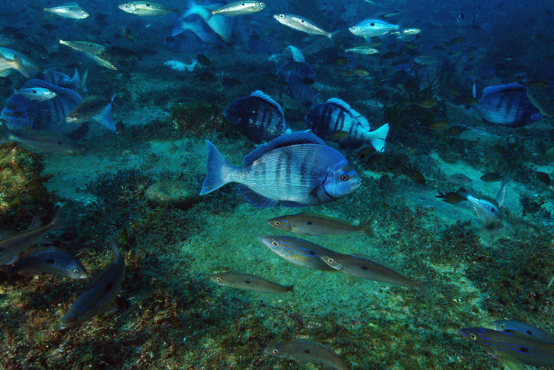 Spondyliosoma cantharus  in riproduzione